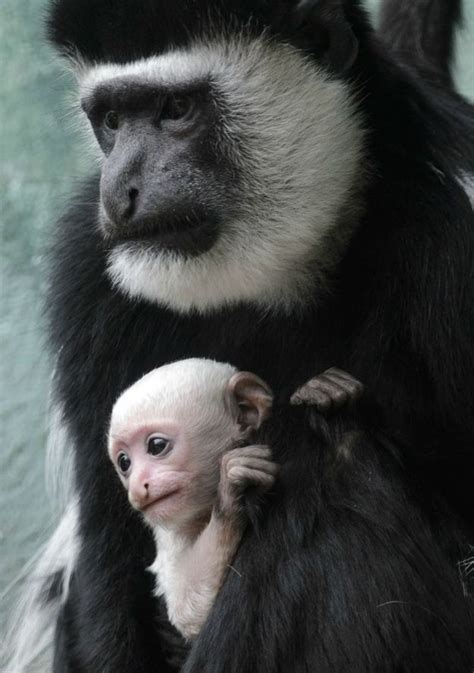 Baby Colobus Monkey Adorable But Wary | Baby animals pictures, Cute baby animals, Zooborns