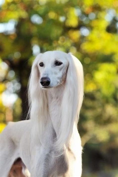 45 Cute Pictures of Saluki Dog with Puppies: Clicks that will make you ...