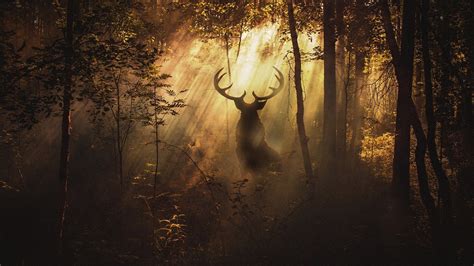 25 Deer in the Forest Wallpapers - Wallpaperboat