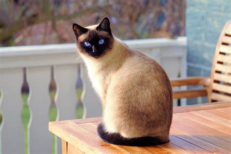 Top 10 Most Beautiful Cat Breeds In The World