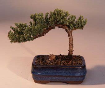 World's Smallest Tree Species | Information Hub Of Besties