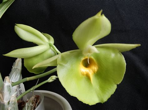 Catasetum Orchids: Care guide for the Catasetum Orchid plant