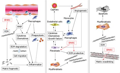 Possible role of secreted protein, acidic and rich in cysteine (SPARC)... | Download Scientific ...