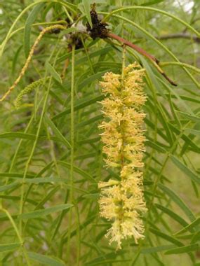 Honey Mesquite: Identification, Leaves, Bark & Habitat | Prosopis glandulosa