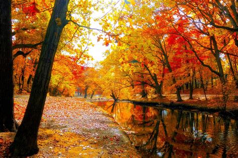 Download Forest Tree Fall Park Nature River 4k Ultra HD Wallpaper