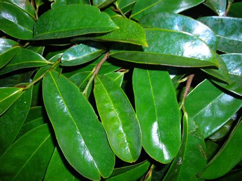 Soursop Leaves 30 ~ Picked Fresh Naturally Slow Dried