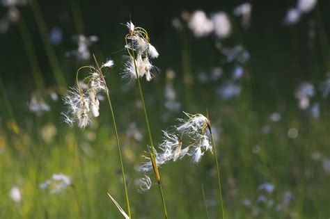 Cotton grass, eriophorum, plant, sour grass greenhouse, white - free ...