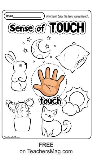 Sense Of Touch Worksheets