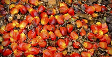 Nigeria plans 8-fold increase in palm oil production – African Forest Forum