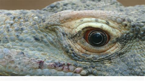 Eye Of A Komodo Dragon Stock video footage | 11546264