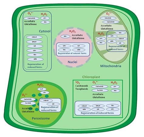 Frontiers | The Significance of Reactive Oxygen Species and Antioxidant Defense System in Plants ...