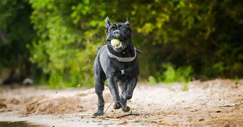 Must Know Cane Corso Training Tips