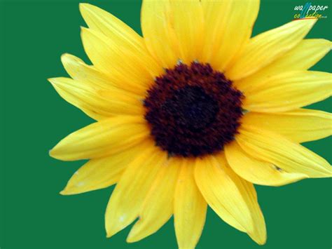 Sunflower Screensaver and Wallpaper - WallpaperSafari