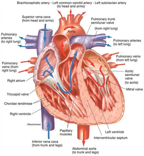 Cardiovascular System | Human Anatomy | Life Science & Biomedical | Carlson Sto… | Human anatomy ...