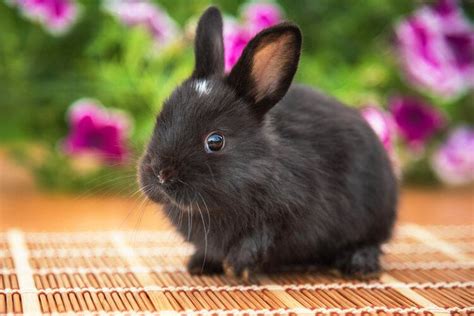 21 Beautiful Black Rabbit Breeds (With Pictures) | Pet Keen