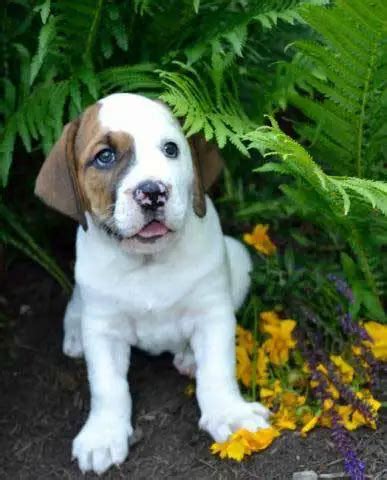 All About The Basset Hound English Bulldog Mix (Bully Basset) With Pictures