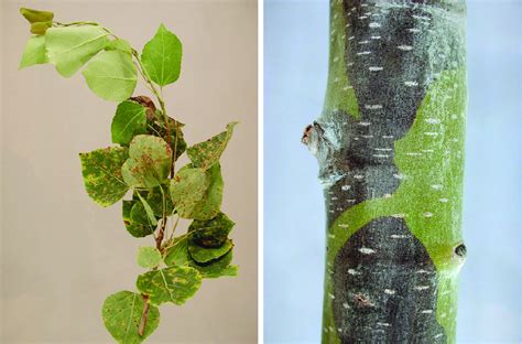 13 Bacterial symptoms of leaf spots (left) and stem canker (right) by ...