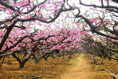 Peach Orchard Free Stock Photo - Public Domain Pictures