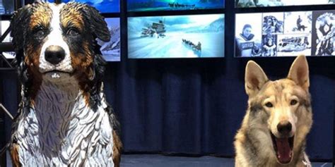 The Call Of The Wild: 10 Things You Didn't Know About Buck The Dog