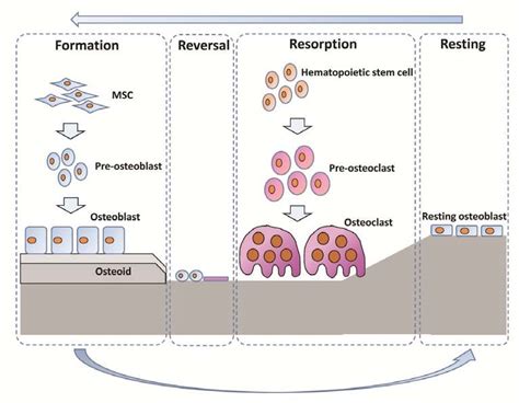 Bone remodeling. Bone remodeling consisted of formation, reversal,... | Download Scientific Diagram