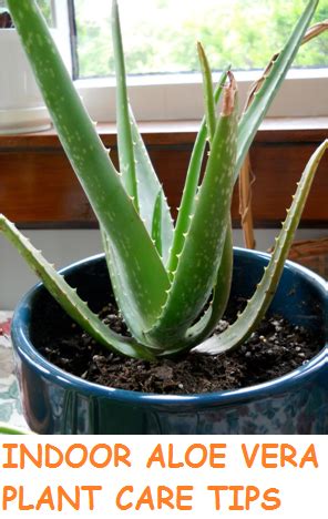 Indoor Aloe Vera Plant Care Tips - Alternative Green World