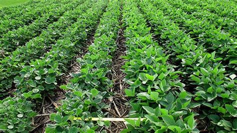 Uncertainty surrounds 2018 dicamba damage report | Crop | agupdate.com