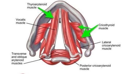 Your Vocal Cords – KT Vocal Studio