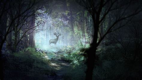 deer, forest, light, art, wildlife, 4k HD Wallpaper