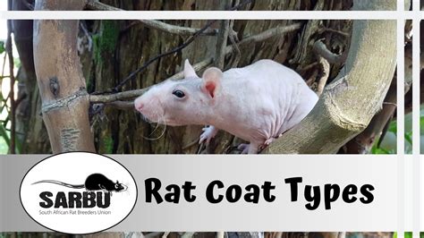 Rat Coat Types - YouTube