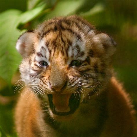 siberian tiger cub | Flickr - Photo Sharing!