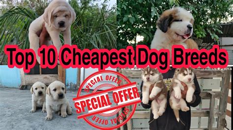 Which Dog Breed Is Cheapest