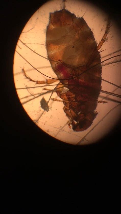 Live flea under microscope | Watch the blood being pmped around inside ...