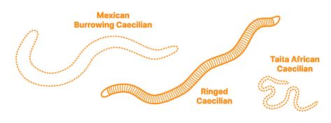 Ringed Caecilian (Siphonops annulatus) Dimensions & Drawings ...