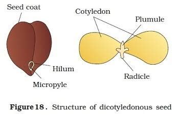 What is the main characteristic of dicot seeds? | Socratic