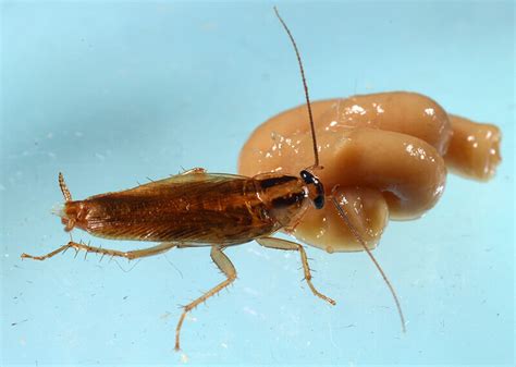 Rapid cross-resistance bringing cockroaches closer to invincibility - Purdue University News