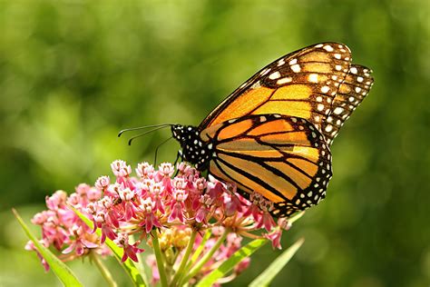 monarch butterfly – Moosmosis