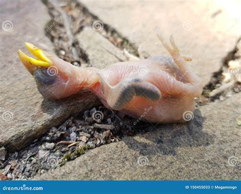 Baby Bird without Feathers with a Yellow Beak, Fallen Out of the Nest Stock Image - Image of ...