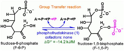 Phosphofructokinase