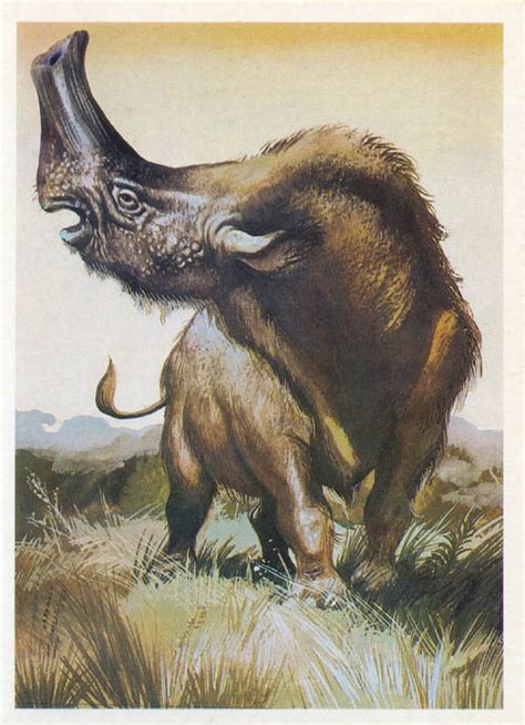 Embolotherium - Dinopedia - the free dinosaur encyclopedia