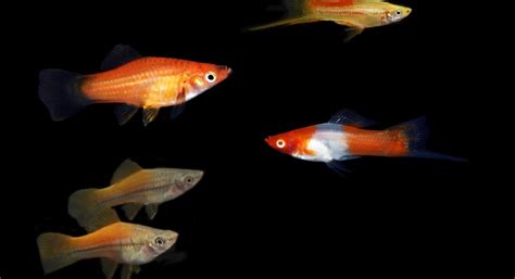 Breeding Swordtail Fish | My Hobby is My Business