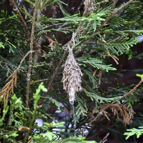 Bagworms - Tree Resolutions, Consulting Arborists