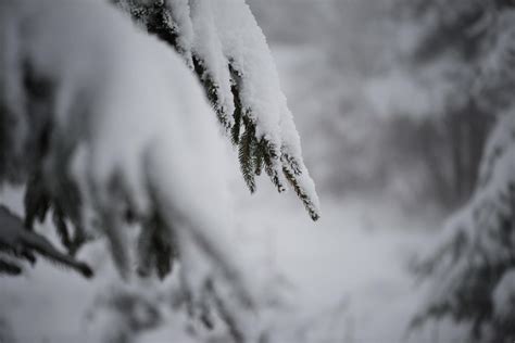 christmas evergreen pine tree covered with fresh snow 11589771 Stock Photo at Vecteezy