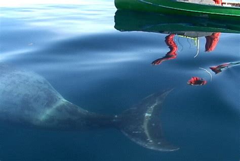 A Juvenile Bowhead Whale sighted off Baffin Island