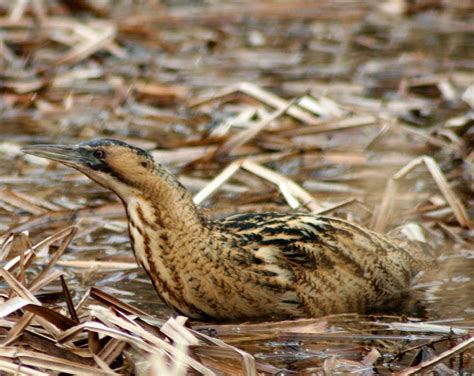 Norfolk Wildlife Trust: Species of the month: Bittern