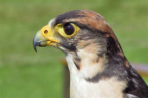 Images of Images of Kruger Park Birds - Birding in Kruger Park - Bird Watching In Kruger