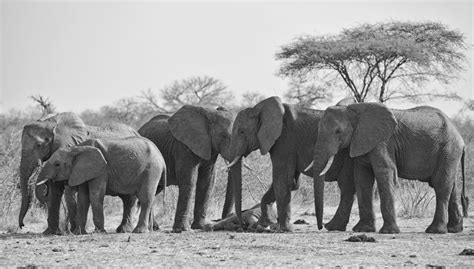 Of Elephants and Extinction: Reflecting Back 220 Years