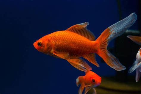 Comet Goldfish Care: Tank & Pond Setup, Mates and Feeding