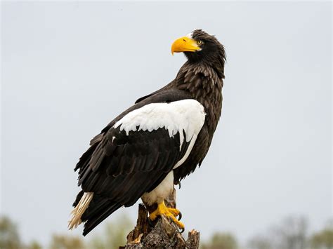 How Big Are Steller's Sea Eagles? (Wingspan + Size) - Unianimal