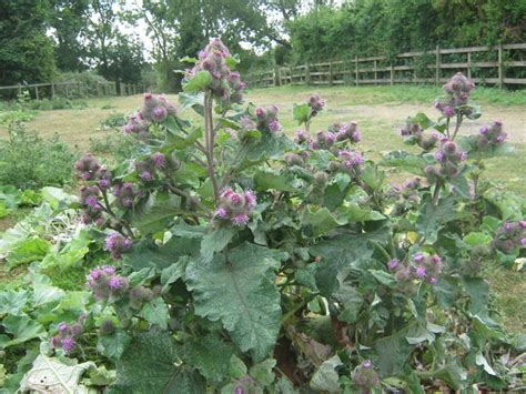 Lesser Burdock in Sharps Green © David Anstiss cc-by-sa/2.0 :: Geograph Britain and Ireland