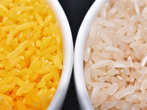 Golden Rice Could Supply Up to 50% of the Average Daily Requirement of ...